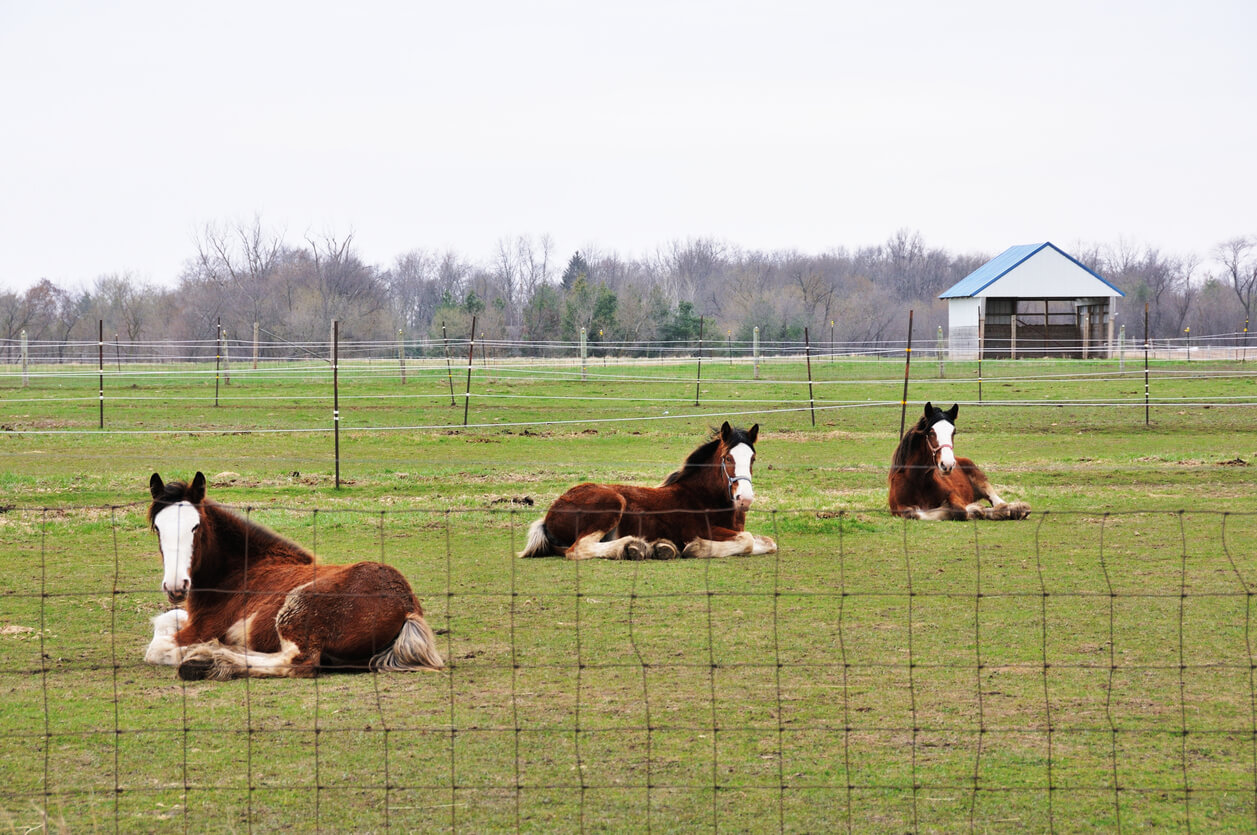 horses in fenced paddock under loafing shed